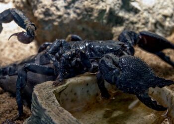 El Alacrán de la Cárcel de Durango