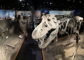 Viaje al pasado en el museo Tyrrell en Alberta