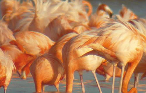 Ría Celestún, maravilla natural en el Mayab
