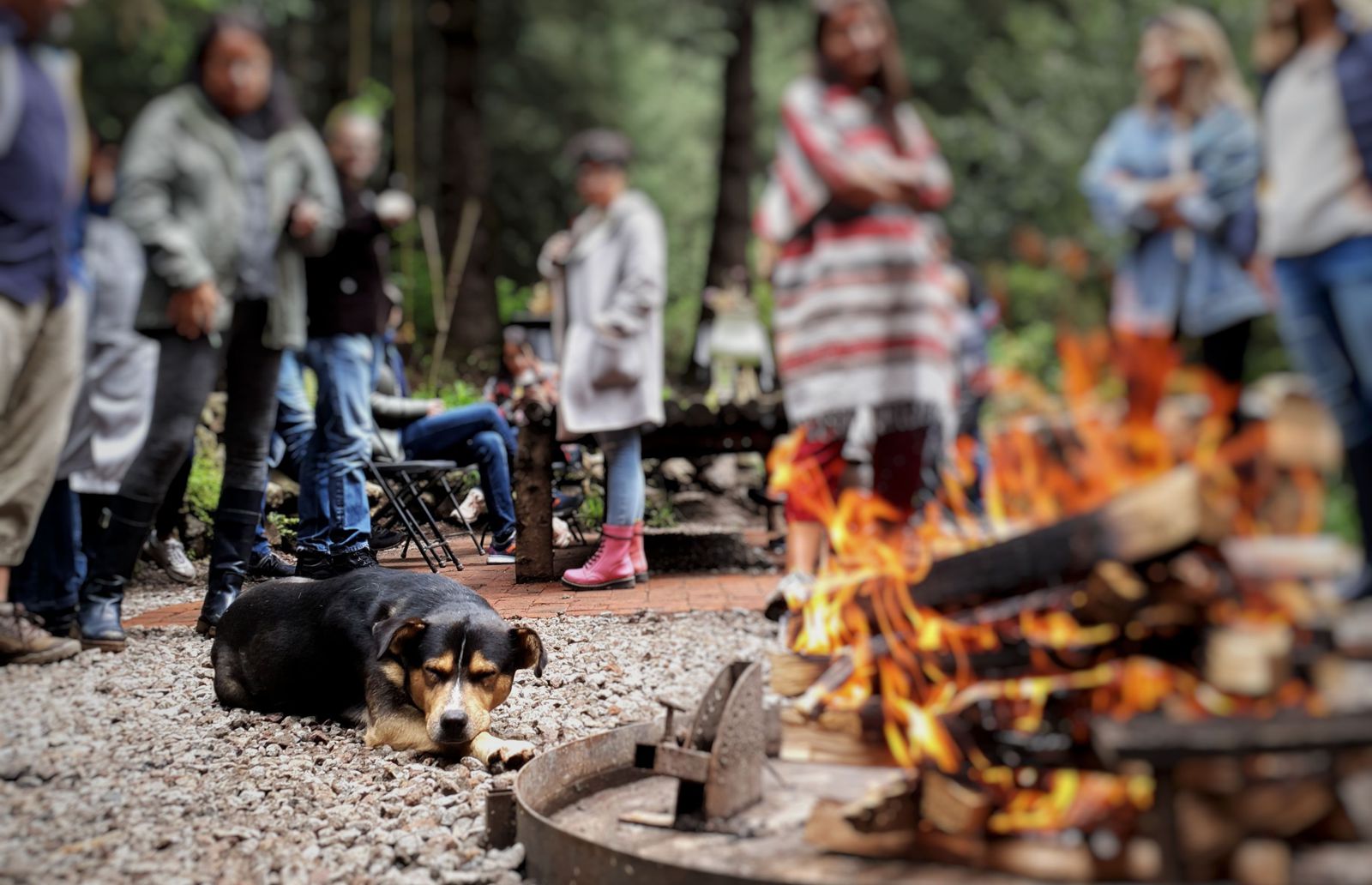 Cubo, un picnic en el bosque