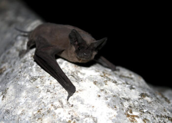 La Leyenda del Murciélago