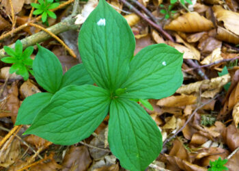 Medicina Herbolaria Tradicional Maya
