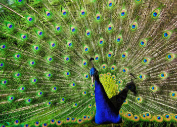 La leyenda del Puhuy