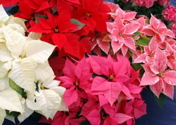 La flor de Nochebuena, tradición mexicana navideña