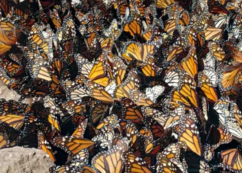 Santuarios de la Mariposa Monarca