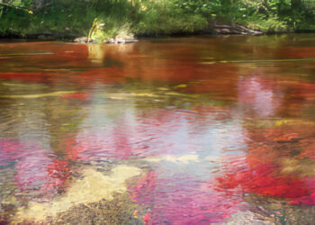 Caño Cristales