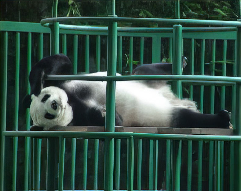 Panda Gigante. Zoológico de Chapultepec