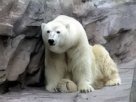 Oso polar. Zoológico de Chapultepec
