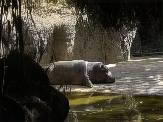 Hipopótamo. Zoológico de Chapultepec