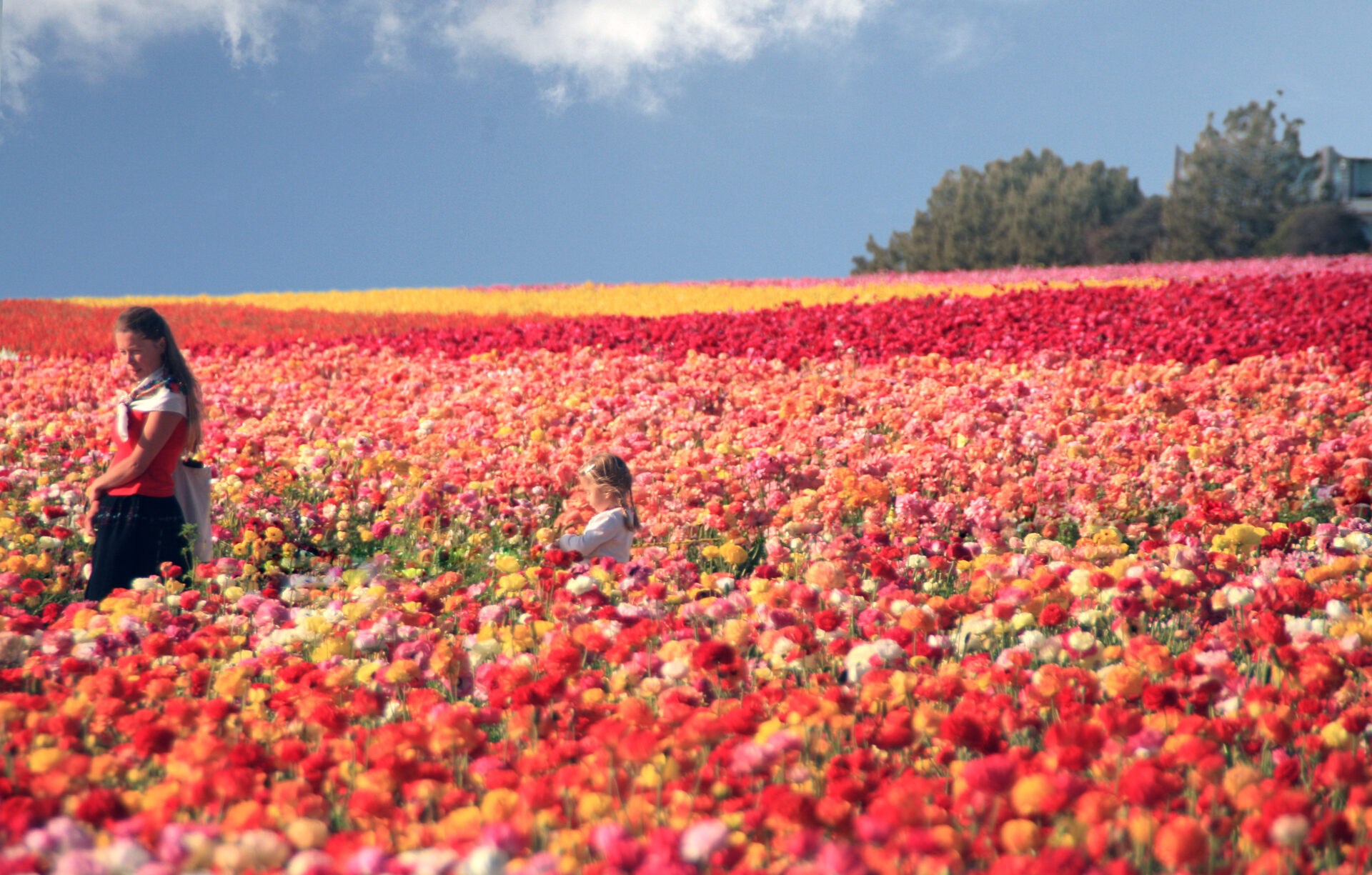 Campos de flores de Carlsbad