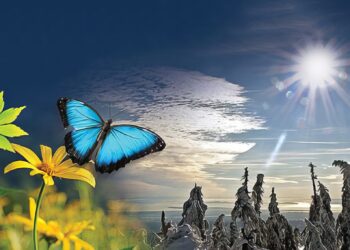 Sumac y el sol radiante