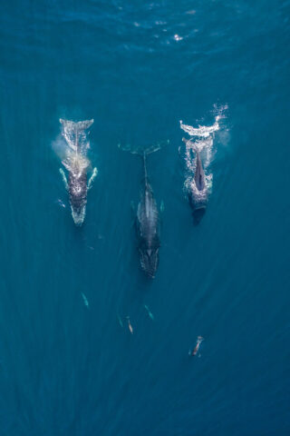 Avistamiento de ballenas. Ixtapa Zihuatanejo.