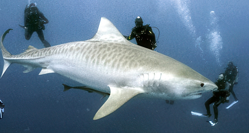 Tiburón tigre / Fotografía: Jorge de la Madrid Corona