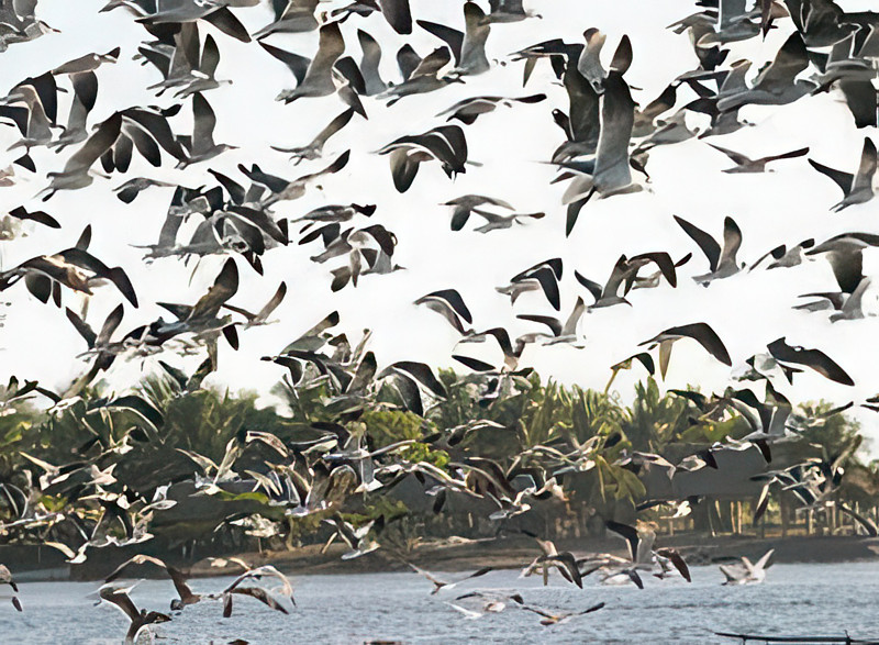 Gaviotas en Puerto Arista