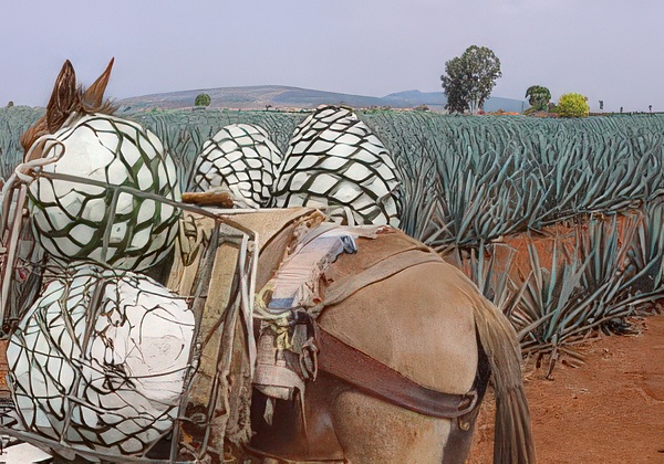Cosecha del Agave