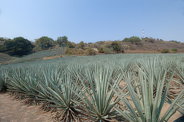 Campo de Agave